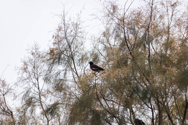 istock birds & nature at the park 1016032282