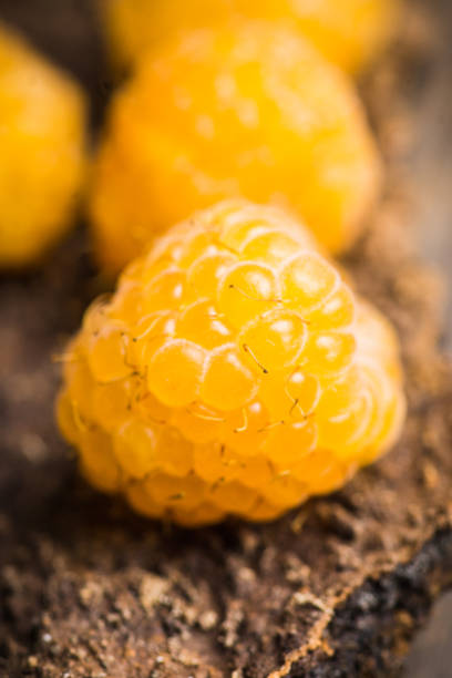 istock Ripe raspberry on the wooden bark 1016034746