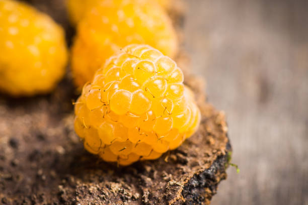 istock Ripe raspberry on the wooden bark 1016034776