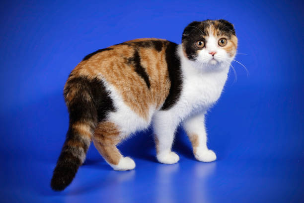 istock scottish fold shorthair tortie cat 1016034784