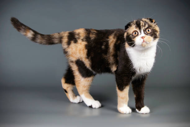 istock scottish fold shorthair tortie cat 1016034804