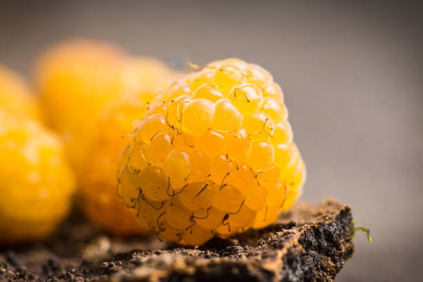 istock Ripe raspberry on the wooden bark 1016034824