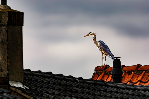 A grey heron on a roof in bad weather