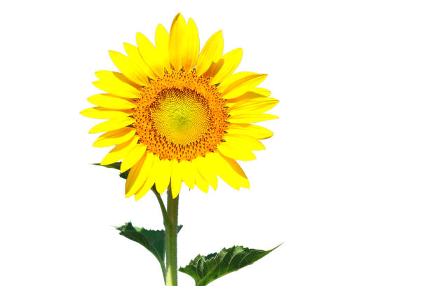 istock Isolated sunflower on white background 1016035324