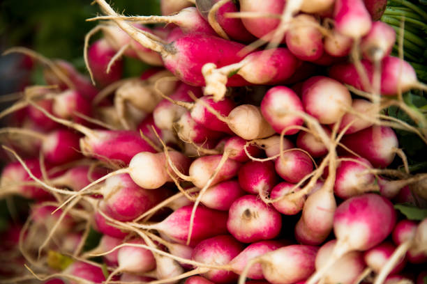 radishes
