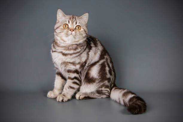 istock scottish straight shorthair cat 1016038422