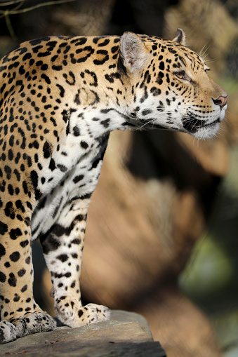 A beautiful jaguar portrait