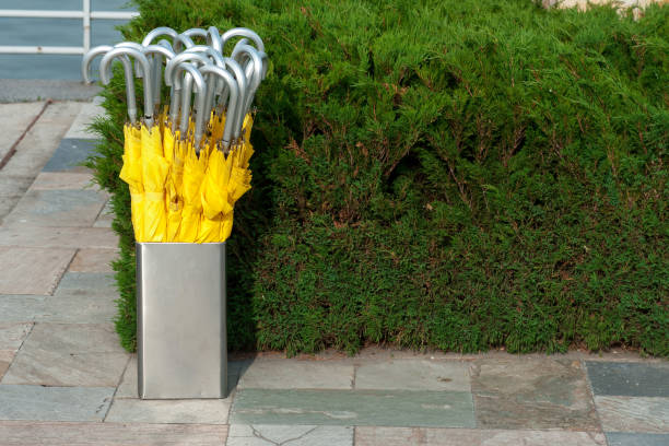 silver metal basket with yellow umbrellas with silver handles in the hotel lobby, against the background of a green bush\