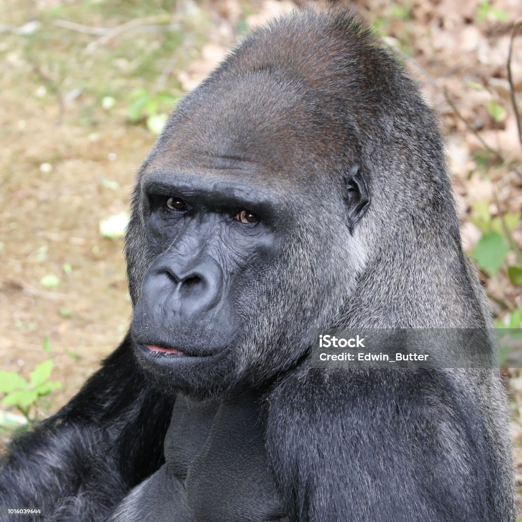 Selver Back Potret Gorila Silverback Foto Stok - Unduh Gambar Sekarang - Alam ...