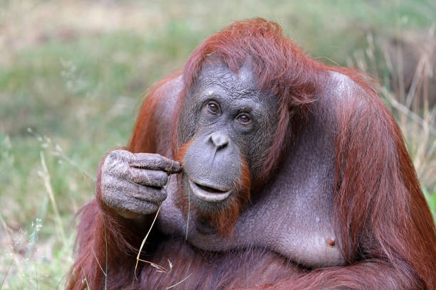 istock Female orangutan portrait 1016039866