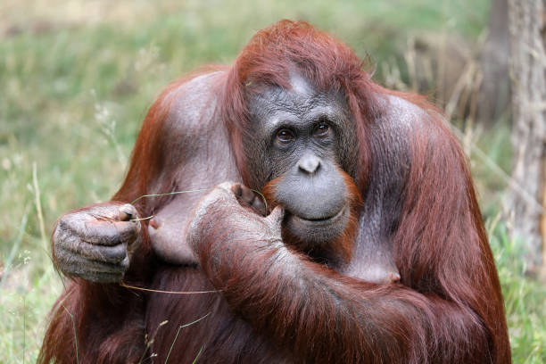 istock Female orangutan portrait 1016039962