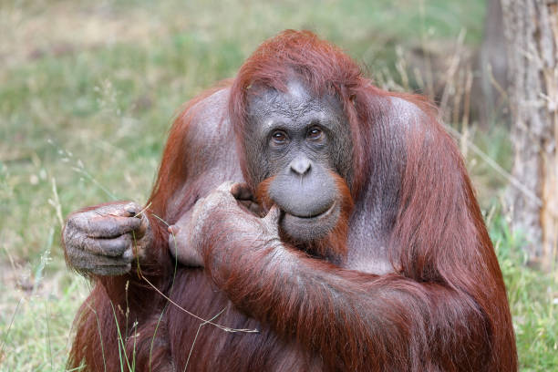 istock Female orangutan portrait 1016040054