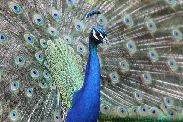 istock Peacock close-up portrait 1016042528