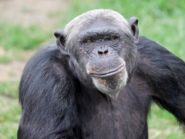 istock Chimpanzee close-up portrait 1016042920