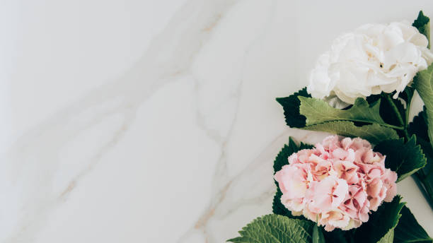 istock top view of pink and white hydrangea flowers on marble surface with copy space 1016042934