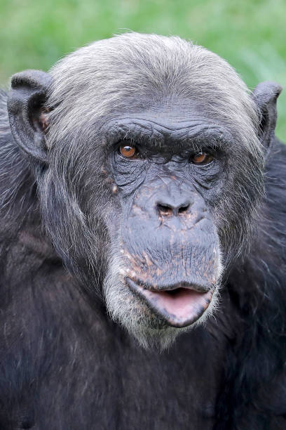 istock Chimpanzee close-up portrait 1016042952