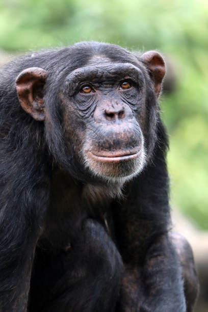 istock Chimpanzee close-up portrait 1016042992