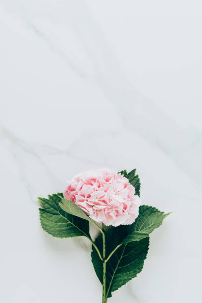 istock top view of pink hydrangea flower with leaves on marble surface 1016043068