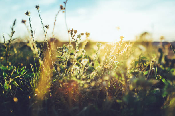 istock Wild grasses against sunset and dusk  in summer 1016043502