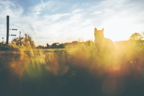 istock Little multicolored cat is sitting in the evening light 1016043624