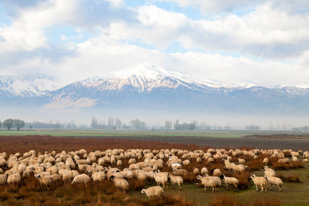 istock Herd of sheep in the Pyrennes mountains 1016043692