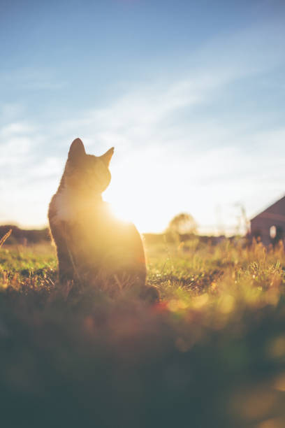 istock Little multicolored cat is sitting in the evening light 1016043904