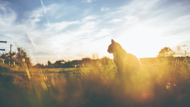 istock Little multicolored cat is sitting in the evening light 1016046096