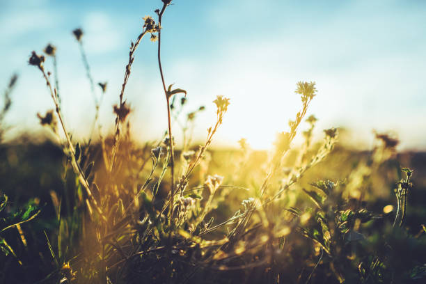 istock Wild grasses against sunset and dusk in summer 1016046156