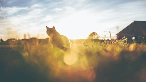 Little cat is sitting in the evening light