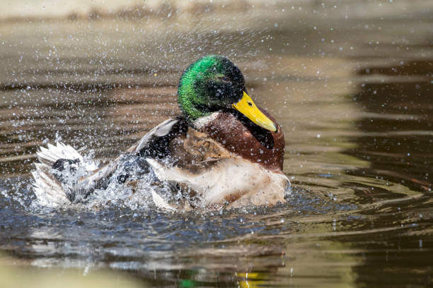 istock mallard duck splashing in the water 1016048740