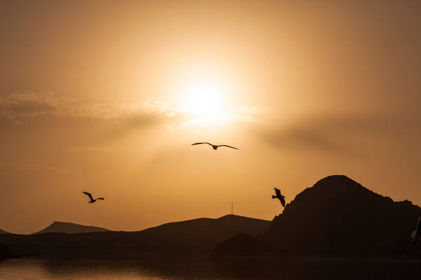 istock Seagull fishing 1016048762