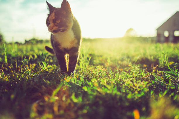 istock Little multicolored cat is sitting in the evening light 1016049092