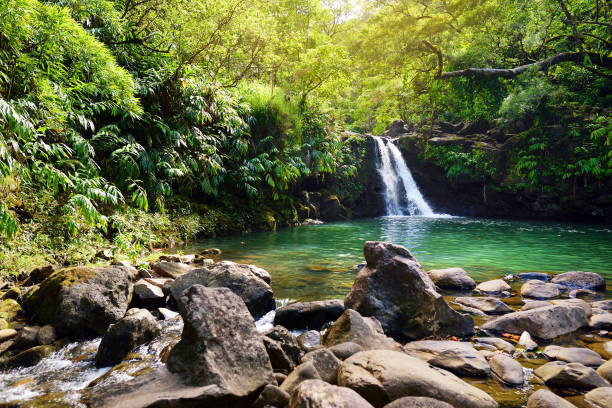 istock Tropical waterfall Lower Waikamoi Falls and a small crystal clear pond, inside of a dense tropical rainforest, off the Road to Hana Highway, Maui, Hawaii 1016049140