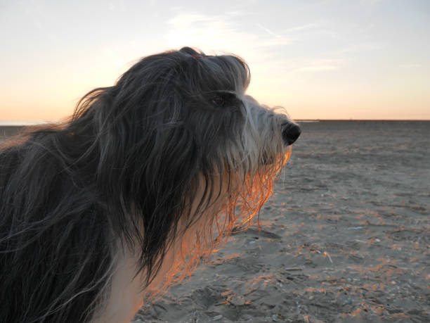 istock Bearded collie at the beach 1016049150