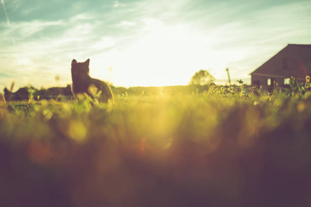 istock Little multicolored cat is sitting in the evening light 1016049308
