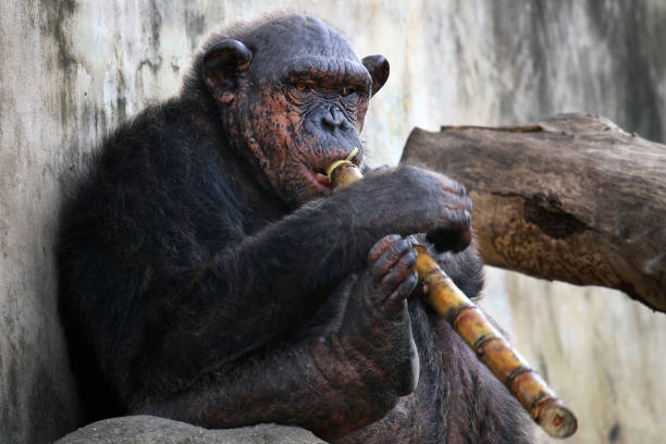 chimpanzee. - telephone chimpanzee monkey on the phone imagens e fotografias de stock