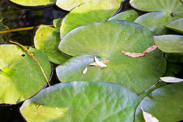 istock Small quiet pond with water lilies and other plants 1016049922