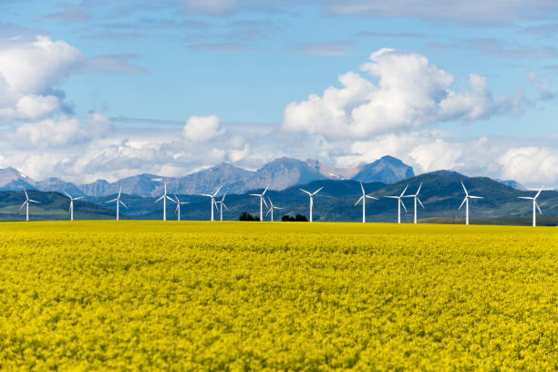 Wind Turbine Renewable Energy Wind turbine renewable energy power generation in canola field near Pincher Creek, Alberta, Canada. alberta stock pictures, royalty-free photos & images