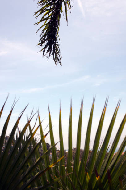 istock Palm trees in a geometric composition in a blue sky 1016052996