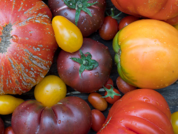 istock old tomatoes organic food 1016058716