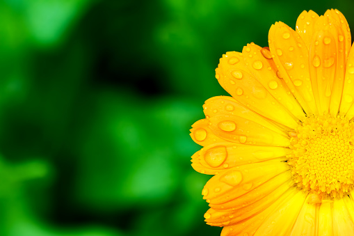 Yellow flower with water drops on petals on the garden background. Marigold. Copyspace.