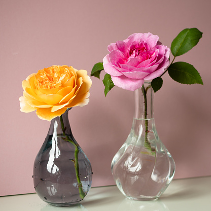 Two cut roses  - apricot colored and hot pink colored - in glass vases, on dusty pink background.