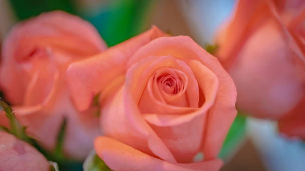 istock Flowers Photo 1016070304