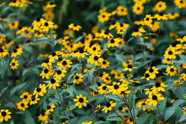 istock yellow rudbeckia flower 1016088306