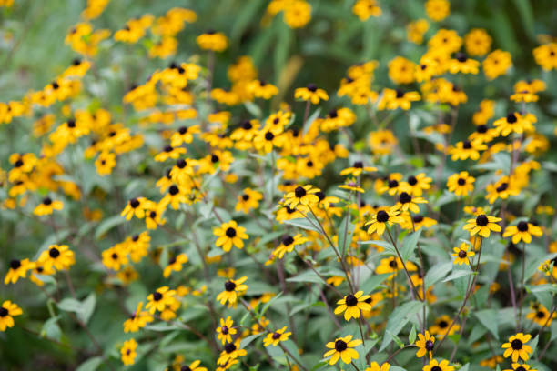 istock yellow rudbeckia flower 1016088330