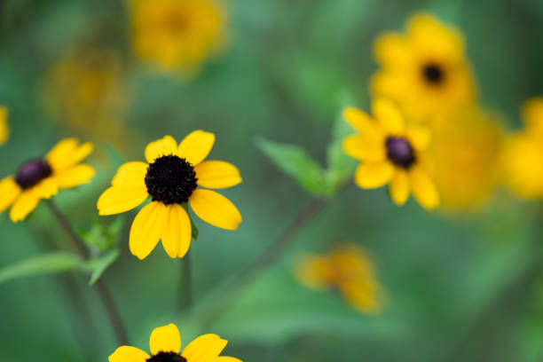 A beautiful close-up of a yellow rudbeckia flower with a blurred background, perfect for nature lovers