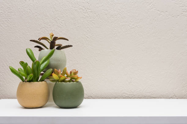 istock Indoor succulent plants on clean white shelf with empty space 1016094914