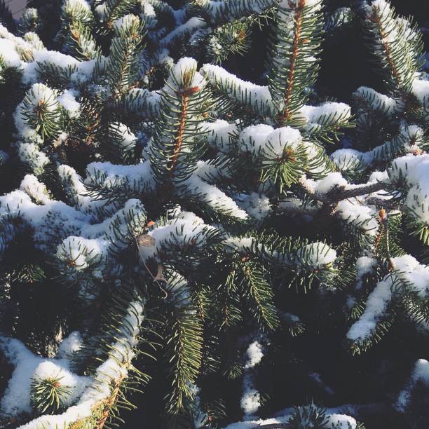 Snow on the branches of a backyard pine tree. Winter background photo.