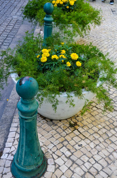 istock Macao street tagetes erecta flowerpot. 1016100300