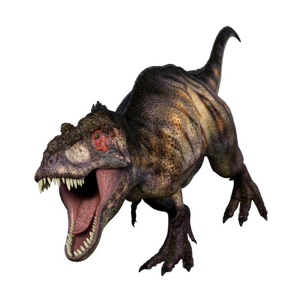 istock 3D Illustration dinosaur tyrannosaurus on white 1016103392